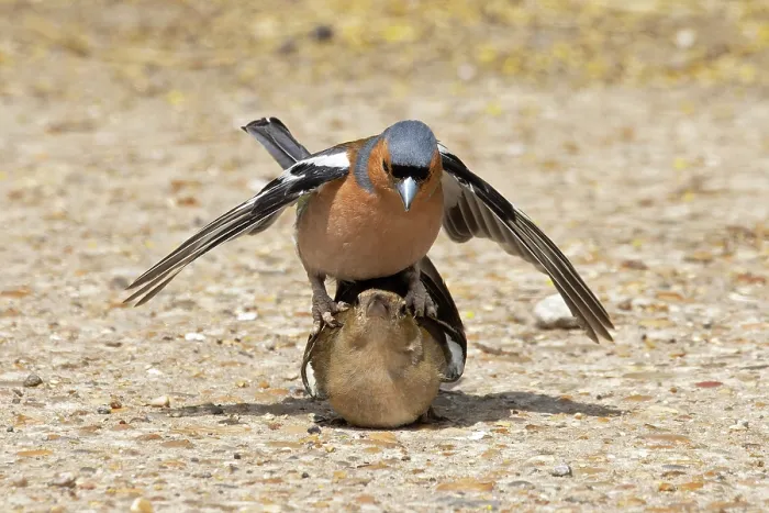 Framed Print : Chaffinches (Fringilla coelebs) pair mating, Suffolk, England, UK. June Framed Print : Chaffinches (Fringilla coelebs) pair mating, Suffolk, England, UK. June