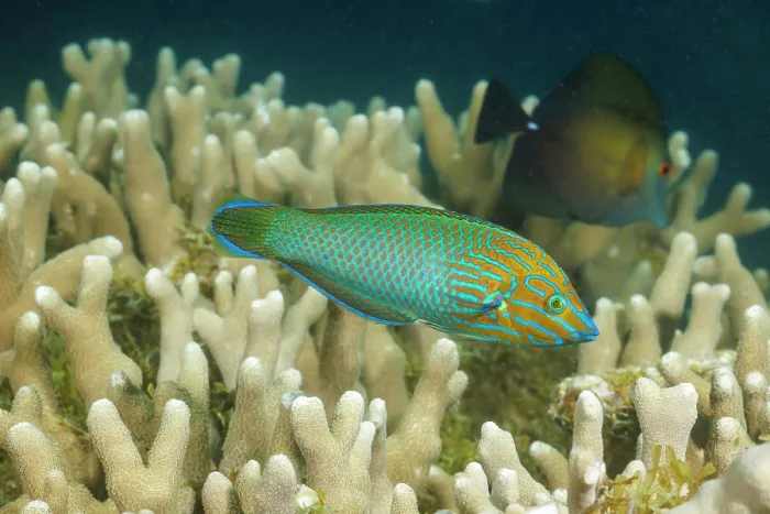 Framed Print : Chain-lined wrasse (Halichoeres leucurus) swimming over coral, Yap, Federated States of Micronesia, Pacific Ocean Framed Print : Chain-lined wrasse (Halichoeres leucurus) swimming over coral, Yap, Federated States of Micronesia, Pacific Ocean