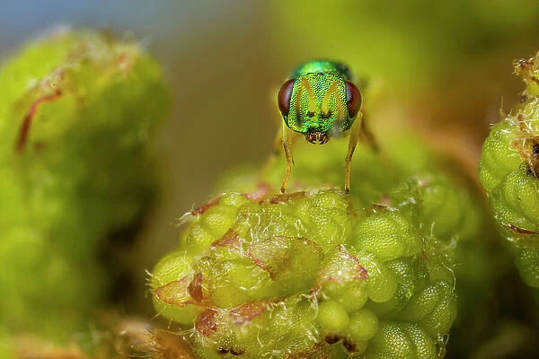 Chalcid parasitoid wasp (probably Mesopolobus tibialis), 2mm in length, moving over Oak (Quercus sp. ) buds, Peak District National Park, Derbyshire, UK. April. Focus Stacked Image
