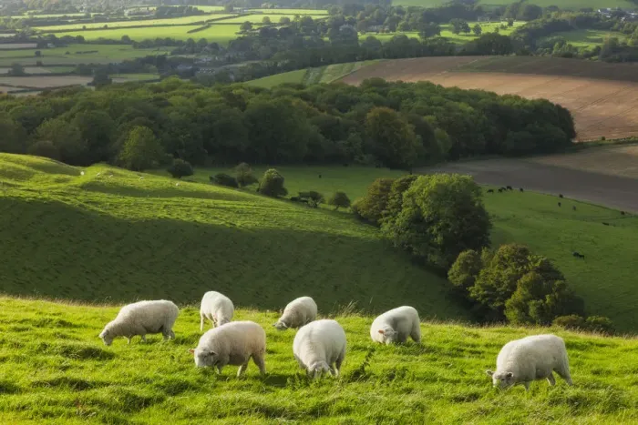 Framed Print : Chalk downland landscape with sheep grazing, Cranborne Chase, Wiltshire, England, UK Framed Print : Chalk downland landscape with sheep grazing, Cranborne Chase, Wiltshire, England, UK