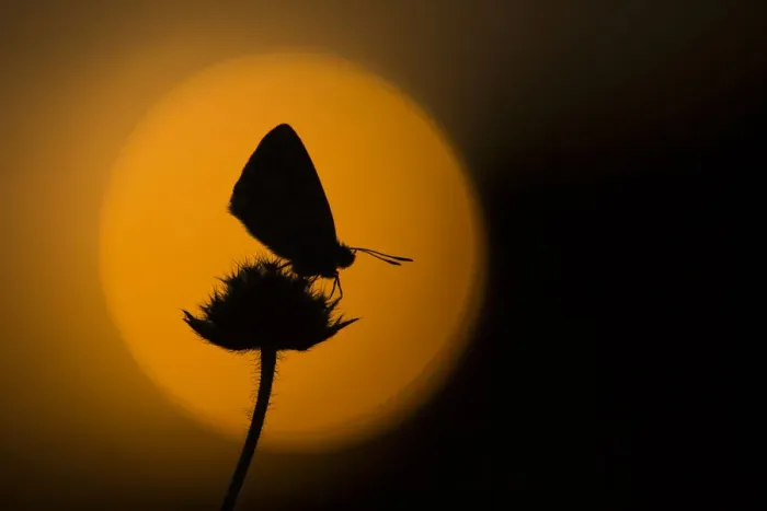 Framed Print : Chalkhill blue adult (Lysandra coridon) silhouetted at dusk against red sky, Cambridgeshire