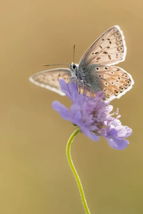 Framed Print : Chalkhill blue butterfly (Polyommatus coridon) Hatch Hill, Somerset, UK. August Framed Print : Chalkhill blue butterfly (Polyommatus coridon) Hatch Hill, Somerset, UK. August