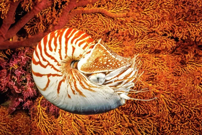 Framed Print : Chambered nautilus (Nautilus pompilius) portrait, Indonesia, Indo-Pacific Framed Print : Chambered nautilus (Nautilus pompilius) portrait, Indonesia, Indo-Pacific