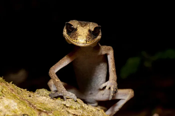 Framed Print : Chameleon gecko (Carphodactylus laevis) on mossy log hunting small insects at night in Framed Print : Chameleon gecko (Carphodactylus laevis) on mossy log hunting small insects at night in