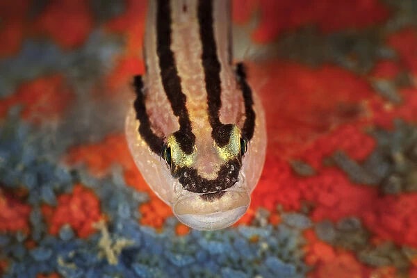 Chameleon goby (Tridentiger trigonocephalus) from above. Gulf of Bohai, Yellow Sea