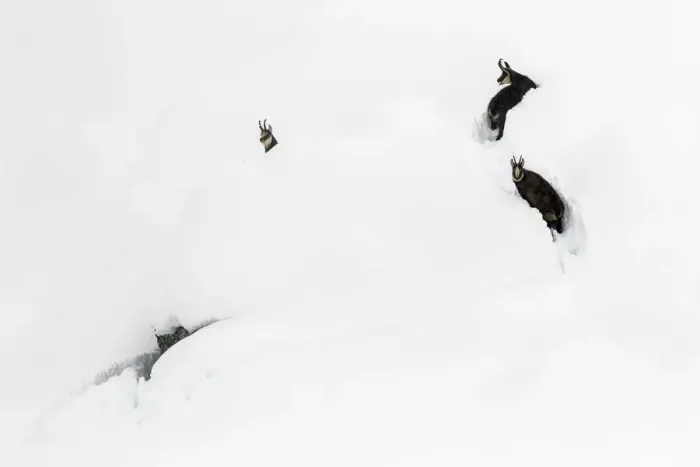 Framed Print : Chamois (Rupicapra rupicapra) in deep snow, Gran Paradiso National Park, Italy Framed Print : Chamois (Rupicapra rupicapra) in deep snow, Gran Paradiso National Park, Italy