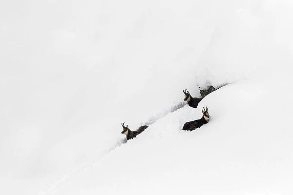 Chamois (Rupicapra rupicapra) in deep snow trying to struggle their way out, Gran