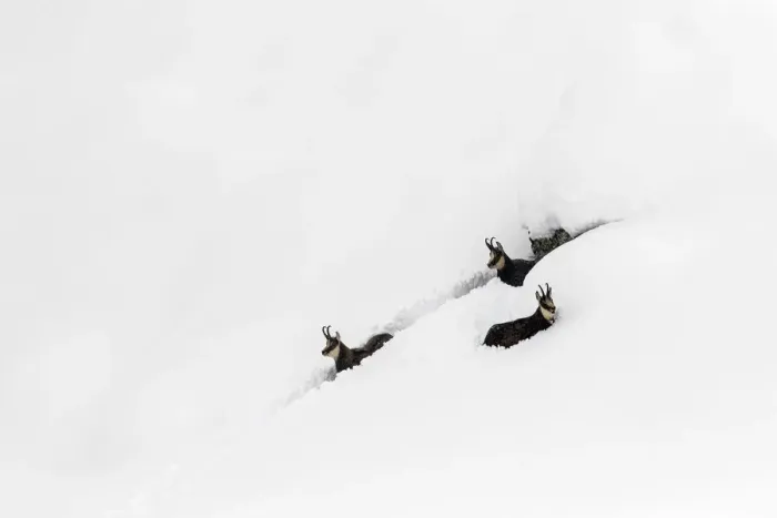 Framed Print : Chamois (Rupicapra rupicapra) in deep snow trying to struggle their way out, Gran Framed Print : Chamois (Rupicapra rupicapra) in deep snow trying to struggle their way out, Gran