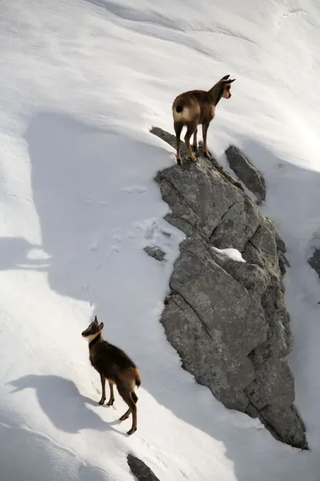 Framed Print : Chamois (Rupicapra rupicapra) female with young on snow, Picos de Europa, Camaleo Framed Print : Chamois (Rupicapra rupicapra) female with young on snow, Picos de Europa, Camaleo
