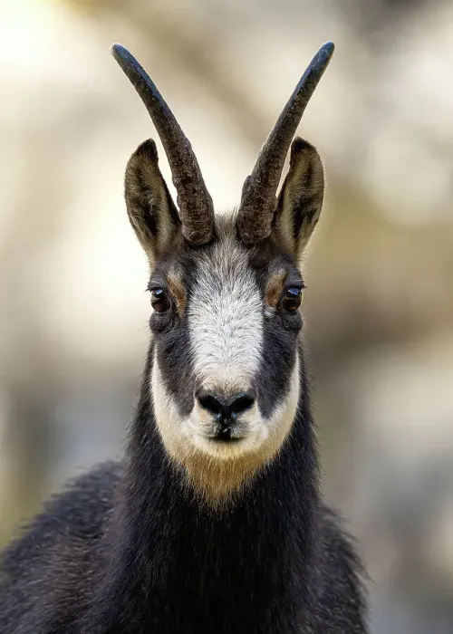 Framed Print : Chamois (Rupicapra rupicapra) head portrait, Schwyz, Switzerland. November Framed Print : Chamois (Rupicapra rupicapra) head portrait, Schwyz, Switzerland. November