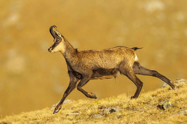 Chamois (Rupicapra rupicapra) running down ridge, in early morning light. Lausons Valley