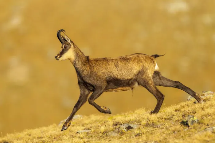 Framed Print : Chamois (Rupicapra rupicapra) running down ridge, in early morning light. Lausons Valley Framed Print : Chamois (Rupicapra rupicapra) running down ridge, in early morning light. Lausons Valley