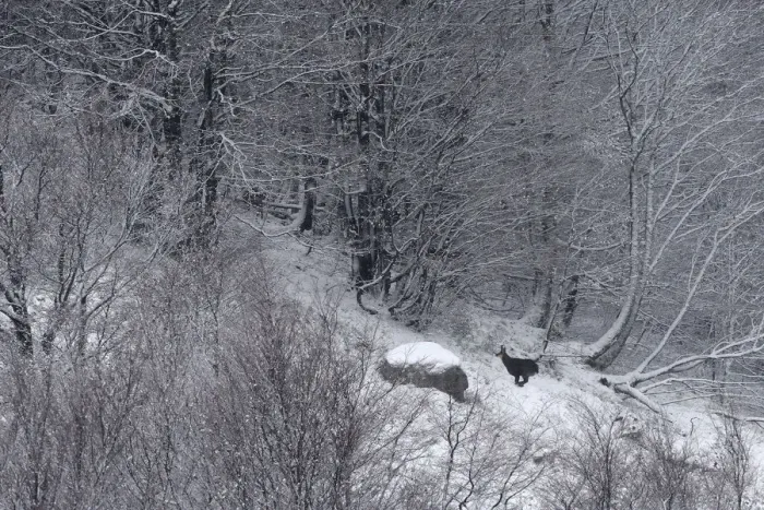 Framed Print : Chamois (Rupicapra rupicapra) running through snowy forest. Vosges mountain, France Framed Print : Chamois (Rupicapra rupicapra) running through snowy forest. Vosges mountain, France