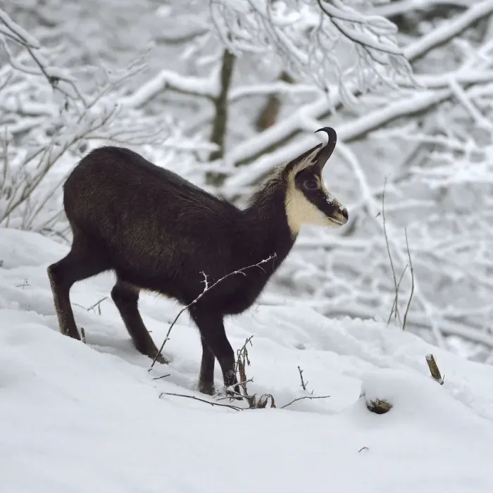 Framed Print : Chamois (Rupicapra rupicapra) in the snow, Jura Switzerland, November Framed Print : Chamois (Rupicapra rupicapra) in the snow, Jura Switzerland, November