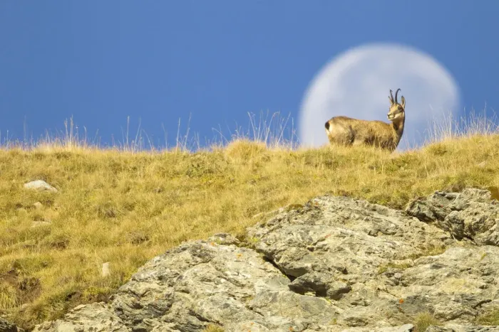 Framed Print : Chamois (Rupicapra rupicapra) walking with the moon behind, Mercantour National Park Framed Print : Chamois (Rupicapra rupicapra) walking with the moon behind, Mercantour National Park