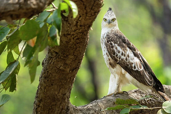 Changeable hawk-eagle  /  Crested hawk-eagle (Nisaetus cirrhatus) perched on branch, Bardia National Park, Terai, Nepal