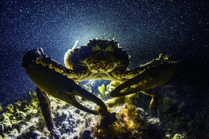 Framed Print : Channel clinging crab (Mithrax spinosissimus), Eleuthera, Bahamas Framed Print : Channel clinging crab (Mithrax spinosissimus), Eleuthera, Bahamas