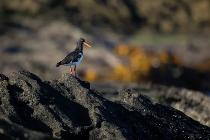Framed Print : Chatham oystercatcher (Haematopus chathamensis) standing on rocky shoreline, Rangatira Island, Chatham Islands, New Zealand. Endangered Framed Print : Chatham oystercatcher (Haematopus chathamensis) standing on rocky shoreline, Rangatira Island, Chatham Islands, New Zealand. Endangered
