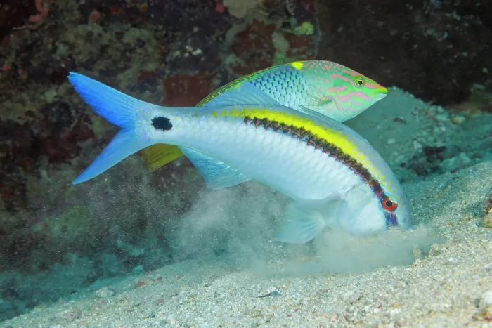 Framed Print : Checkerboard wrasse (Halichoeres hortulanus) following a hunting Dash-dot goldfish (Parupeneus barberinus) to snatch left-over prey, Yap, Micronesia, Pacific Ocean Framed Print : Checkerboard wrasse (Halichoeres hortulanus) following a hunting Dash-dot goldfish (Parupeneus barberinus) to snatch left-over prey, Yap, Micronesia, Pacific Ocean