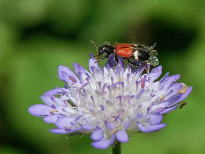 Framed Print : Checkered beetle (Tilloidea unifasciata) foraging on a Sweet scabious (Scabiosa atropurpurea) flowerhead, Corfu, Greece. May Framed Print : Checkered beetle (Tilloidea unifasciata) foraging on a Sweet scabious (Scabiosa atropurpurea) flowerhead, Corfu, Greece. May