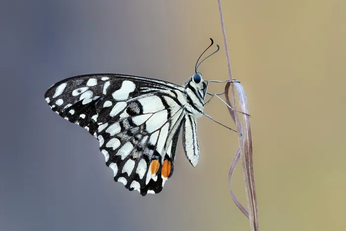 Framed Print : Checkered swallowtail butterfly (Papilio demoleus) resting on a plant stem, Adelaide River Hills, Northern Territory, Australia