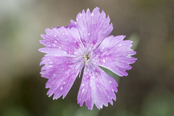 Cheddar pink (Dianthus gratianopolitanus) growing in a few places on the Mendip Hills