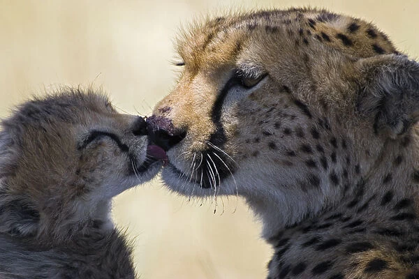Cheetah {Acinonyx jubatus} 6-8 week cub grooming mother, Masai Mara Reserve, Kenya