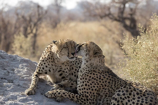Two Cheetah (Acinonyx jubatus) brothers grooming one another. bonding behaviour, Linyanti, Chobe National Park, Botswana