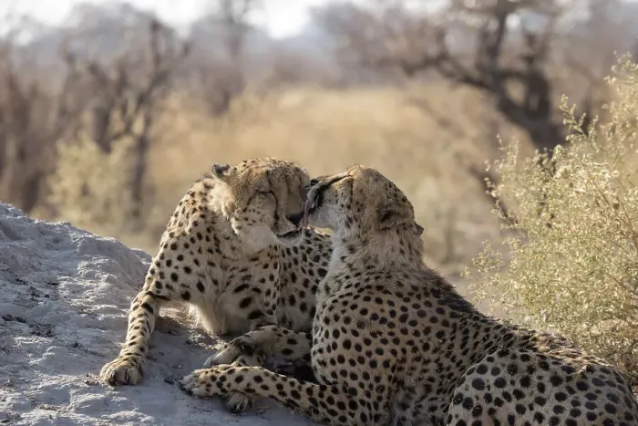 Framed Print : Two Cheetah (Acinonyx jubatus) brothers grooming one another. bonding behaviour, Linyanti, Chobe National Park, Botswana Framed Print : Two Cheetah (Acinonyx jubatus) brothers grooming one another. bonding behaviour, Linyanti, Chobe National Park, Botswana
