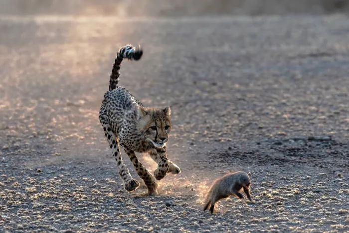 Framed Print : Cheetah (Acinonyx jubatus) cub chasing Banded mongoose (Mungos mungo) in evening light, Mashatu game reserve, Botswana Framed Print : Cheetah (Acinonyx jubatus) cub chasing Banded mongoose (Mungos mungo) in evening light, Mashatu game reserve, Botswana