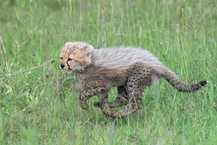 Framed Print : Cheetah (Acinonyx jubatus) cub running through grass, Serengeti National Park, Tanzania Framed Print : Cheetah (Acinonyx jubatus) cub running through grass, Serengeti National Park, Tanzania