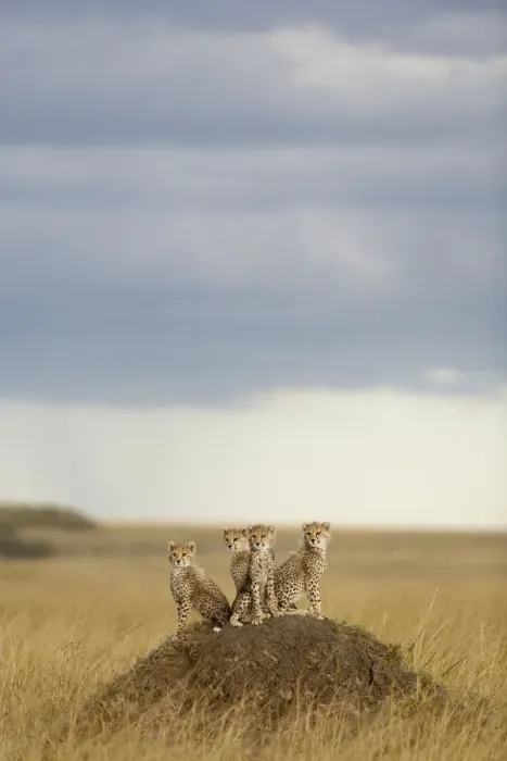 Framed Print : Cheetah (Acinonyx jubatus) cubs 4 months, Masai-Mara Game Reserve, Kenya. Vulnerable species Framed Print : Cheetah (Acinonyx jubatus) cubs 4 months, Masai-Mara Game Reserve, Kenya. Vulnerable species