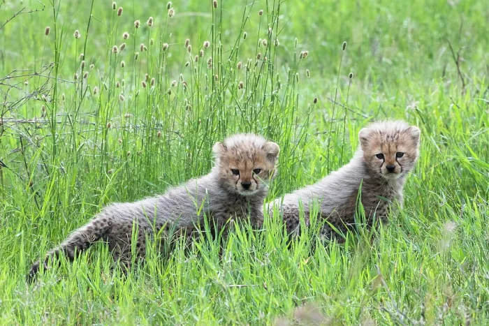 Framed Print : Two Cheetah (Acinonyx jubatus) cubs, looking for their mother, Serengeti National Park, Tanzania Framed Print : Two Cheetah (Acinonyx jubatus) cubs, looking for their mother, Serengeti National Park, Tanzania