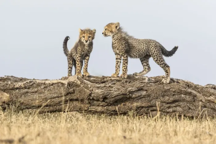 Framed Print : Cheetah (Acinonyx jubatus), cubs age 8 weeks playing, Masai Mara Game Reserve, Kenya Framed Print : Cheetah (Acinonyx jubatus), cubs age 8 weeks playing, Masai Mara Game Reserve, Kenya