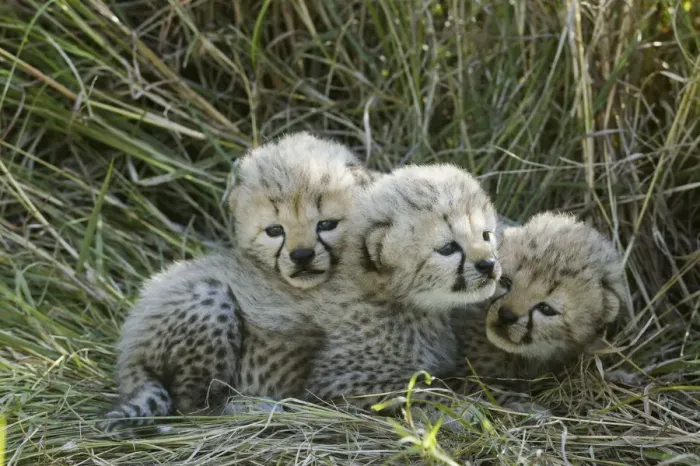 Framed Print : Cheetah (Acinonyx jubatus) cubs aged 5 weeks, Masai-Mara Game Reserve, Kenya Framed Print : Cheetah (Acinonyx jubatus) cubs aged 5 weeks, Masai-Mara Game Reserve, Kenya