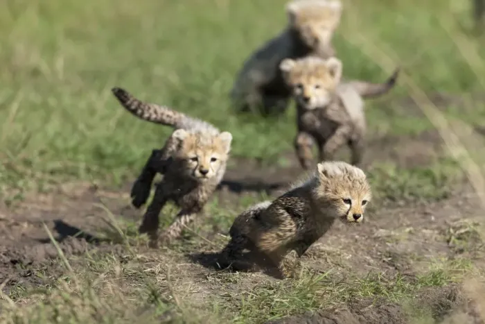 Framed Print : Cheetah (Acinonyx jubatus) cubs aged 6 / 7 weeks old playing, Masai-Mara Game Reserve, Kenya Framed Print : Cheetah (Acinonyx jubatus) cubs aged 6 / 7 weeks old playing, Masai-Mara Game Reserve, Kenya