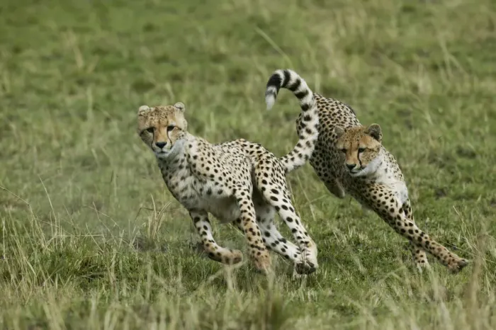Framed Print : Cheetah (Acinonyx jubatus) cubs aged 9 months playing, Masai-Mara Game Reserve, Kenya Framed Print : Cheetah (Acinonyx jubatus) cubs aged 9 months playing, Masai-Mara Game Reserve, Kenya