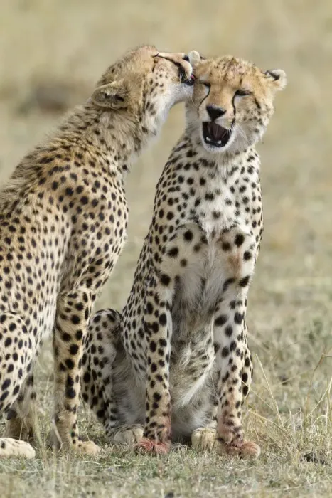 Framed Print : Cheetah (Acinonyx jubatus) cubs grooming each other, Masai-Mara Game Reserve, Kenya Framed Print : Cheetah (Acinonyx jubatus) cubs grooming each other, Masai-Mara Game Reserve, Kenya