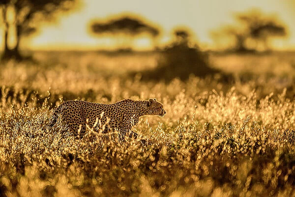 Cheetah (Acinonyx jubatus) female, walking through long grass at sunrise, Ndutu area, Serengeti  /  Ngorongoro Conservation Area, Tanzania