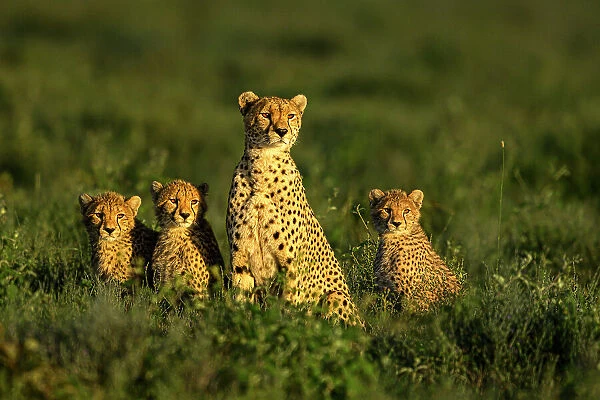 Cheetah (Acinonyx jubatus) female, with three cubs aged approx. 8 months, sitting side by side at dawn, Ndutu area, Serengeti  /  Ngorongoro Conservation Area, Tanzania