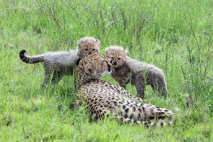 Framed Print : Cheetah (Acinonyx jubatus) female, resting in grass with two cubs, Serengeti National Park, Tanzania Framed Print : Cheetah (Acinonyx jubatus) female, resting in grass with two cubs, Serengeti National Park, Tanzania