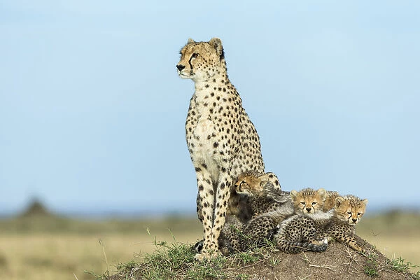 Cheetah (Acinonyx jubatus) female and 8  /  9 week cubs, Masai Mara Game Reserve, Kenya