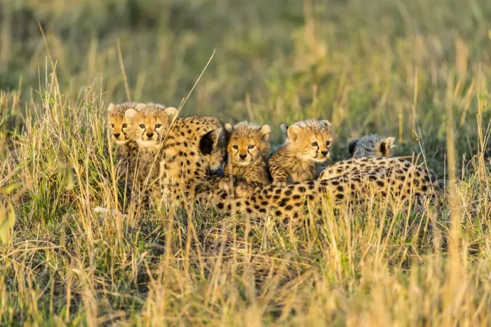 Framed Print : Cheetah (Acinonyx jubatus) female and 8 / 9 week cubs, Masai Mara Game Reserve, Kenya Framed Print : Cheetah (Acinonyx jubatus) female and 8 / 9 week cubs, Masai Mara Game Reserve, Kenya