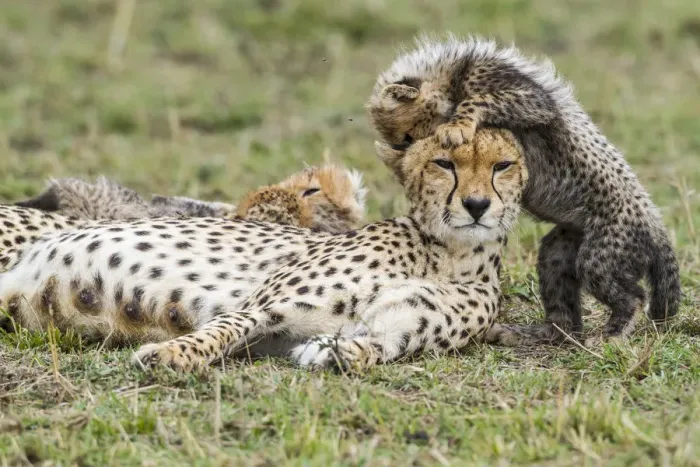 Framed Print : Cheetah (Acinonyx jubatus) female and 8 / 9 week cubs, Masai Mara Game Reserve, Kenya Framed Print : Cheetah (Acinonyx jubatus) female and 8 / 9 week cubs, Masai Mara Game Reserve, Kenya
