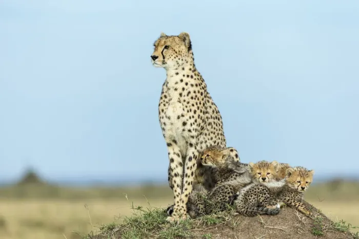 Framed Print : Cheetah (Acinonyx jubatus) female and 8 / 9 week cubs, Masai Mara Game Reserve, Kenya Framed Print : Cheetah (Acinonyx jubatus) female and 8 / 9 week cubs, Masai Mara Game Reserve, Kenya