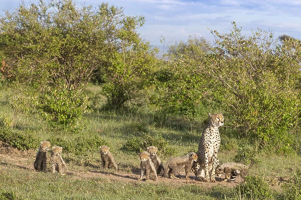 Cheetah (Acinonyx jubatus) female and cubs. Brood of seven cubs, a record for the area