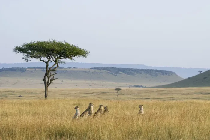 Framed Print : Cheetah (Acinonyx jubatus) female with cubs sitting in long grass during the dry season Framed Print : Cheetah (Acinonyx jubatus) female with cubs sitting in long grass during the dry season