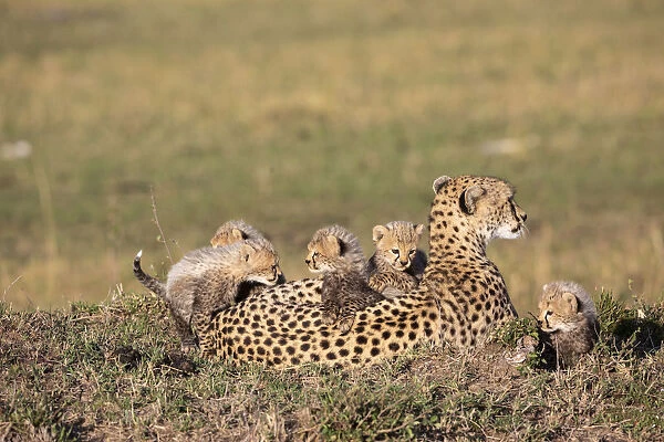 Cheetah (Acinonyx jubatus) female resting with cubs climbing on back