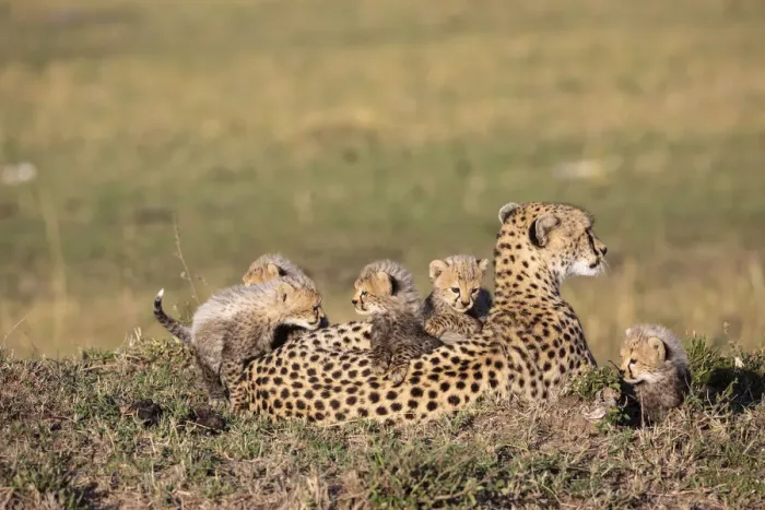 Framed Print : Cheetah (Acinonyx jubatus) female resting with cubs climbing on back Framed Print : Cheetah (Acinonyx jubatus) female resting with cubs climbing on back