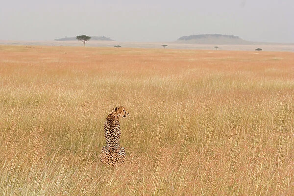 Cheetah {Acinonyx jubatus} female sitting in open savanna, Masai Mara, Kenya